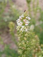 Reseda Alba L (fam Resedacees) (regions mediteraneennes) (02) (Photo F. Mrugala)